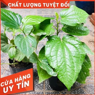 1kg Cây lá lốt tươi - cây lá lốt giống