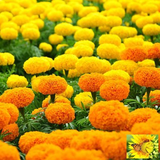 Hạt giống hoa Vạn thọ mỹ mix (50 hạt)