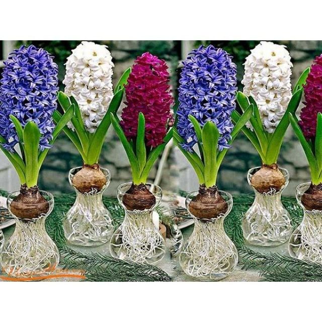 Củ hoa Tiên ông Hà Lan 9 màu đã kích mầm_Củ thô chưa trồng