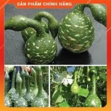 Hạt giống bầu thiên nga gói 5 hạt