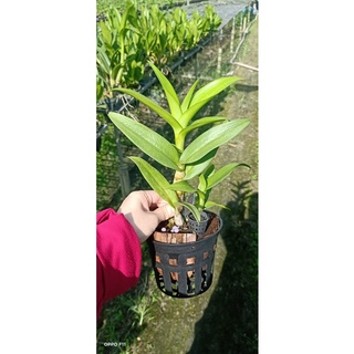 Lan Dendro lai cattleya màu mới