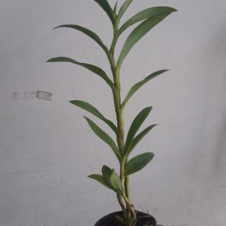 Denro nắng Alba