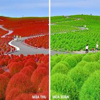 HẠT GIỐNG CỎ ĐỔI MÀU