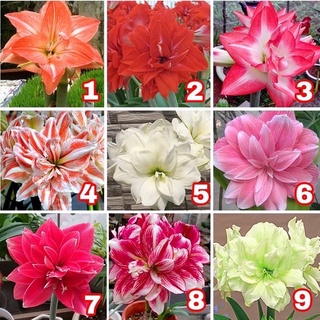 Củ Hoa Lan Huệ Cánh Kép