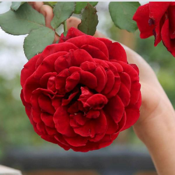 Cây Giống Hoa Hồng Ngoại Nhập Đủ Màu