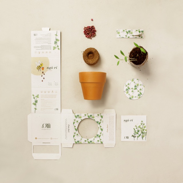 Kit Trồng Cây Mini - Ngò Rí  | Plant Kit - Coriander