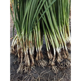160 củ hẹ gốc hẹ giống hẹ