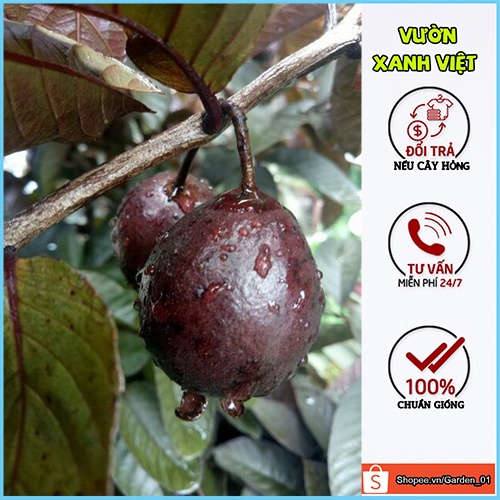 Cây ổi tím Malaysia, cây con giống F1 khỏe mạnh cho ra trái sớm hoa đẹp trái ngọt - Vườn Xanh Việt
