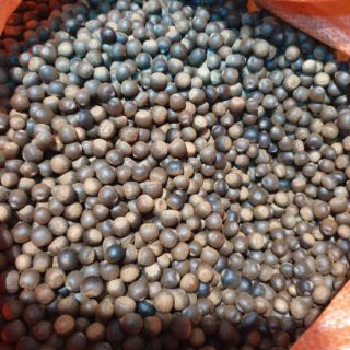 1KG HẠT DẺ RỪNG