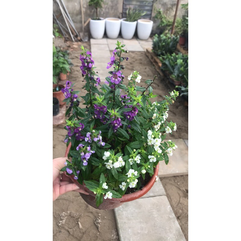 chậu cây hoa lưu ly, ngọc hân, violet nhật, chậu mix 2 hoặc 3 màu hoa