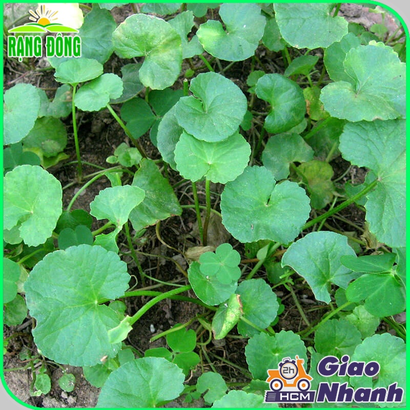 Hạt giống Rau Má Lá Lớn trồng quanh năm, năng suất cao - Hạt giống Rạng Đông