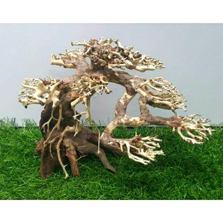 Lũa bonsai cấy rêu hồ cá TT01 ( đủ các size)