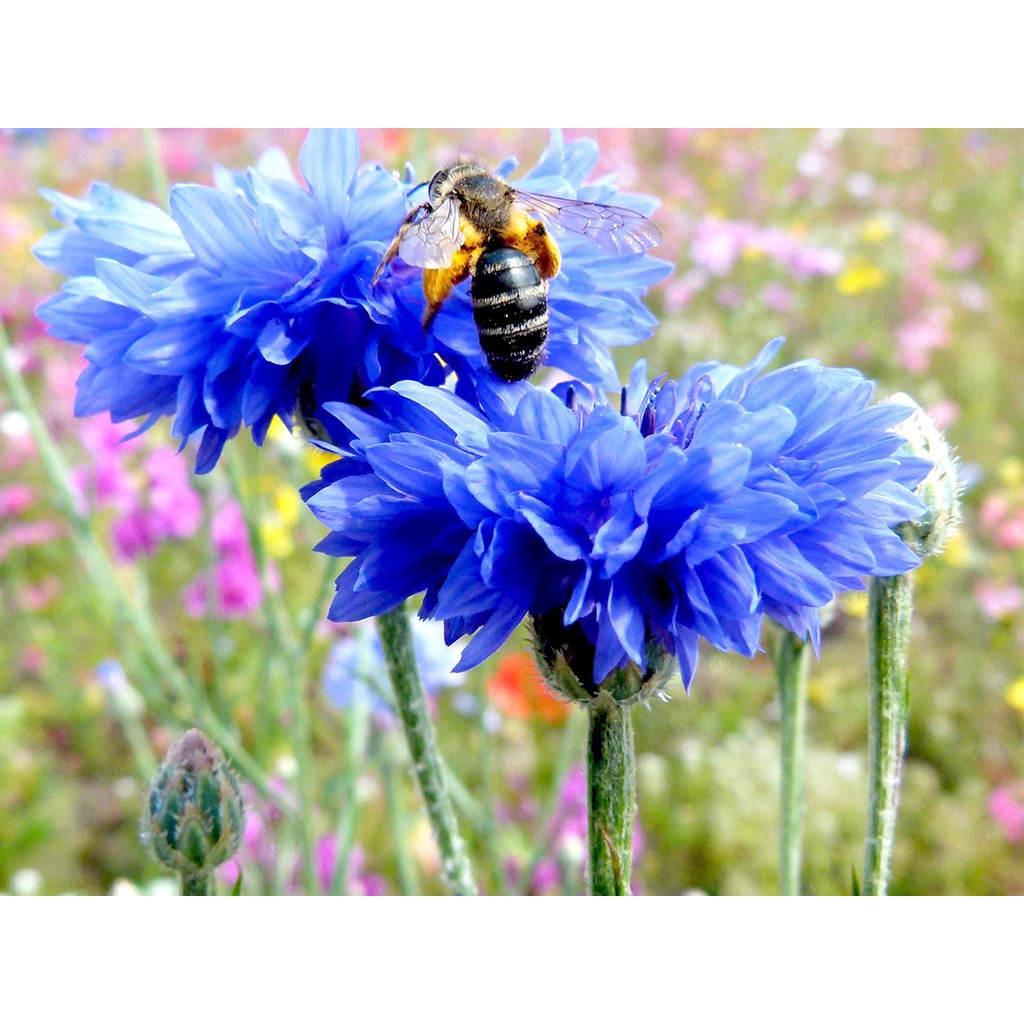 ⚡️HẠT GIỐNG HOA TRÚC MAI XANH ĐÀ LẠT⚡️ DỄ TRỒNG TỈ LỆ NẢY MẦM TRÊN 90% GÓI 60 HẠT