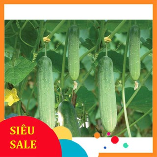 Gói 30 hạt giống dưa chuột nếp ta  TẾT KHUYẾN MẠI