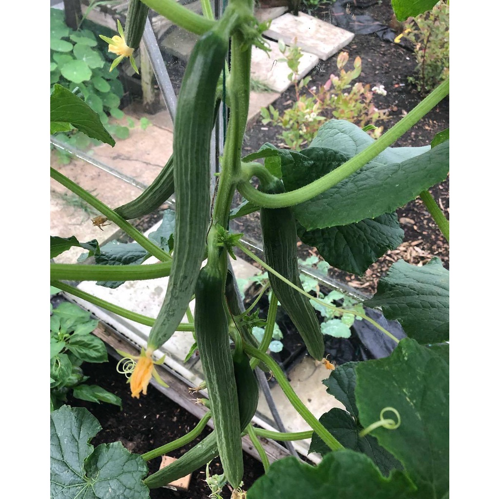 20 Hạt giống dưa chùm trơn Hà Lan  F1_ Chuẩn chùm trơn