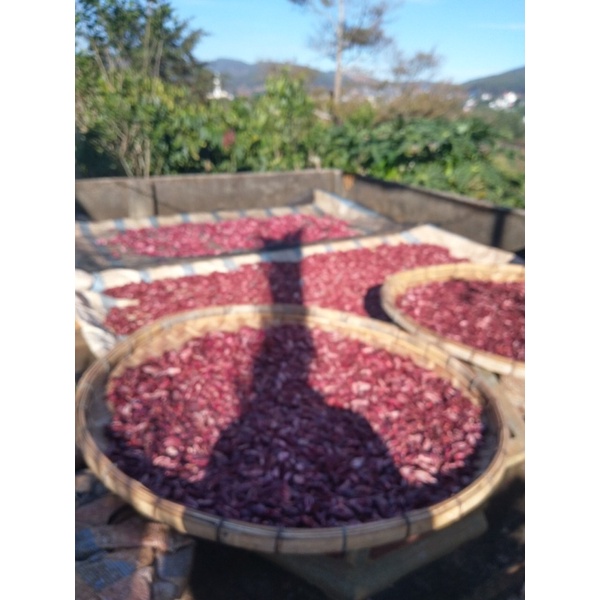 Sâm đại hành Đà lạt