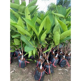 Cây giống Roi Xanh