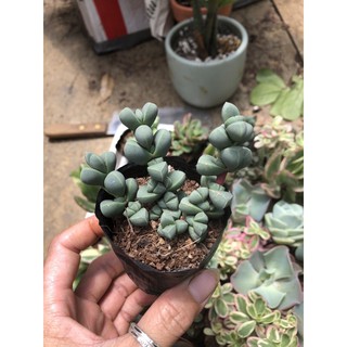 Sen đá dạng bầu nhiều màu sắc
