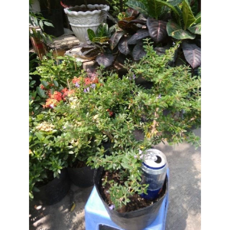 Linh Sam Siêu Bông