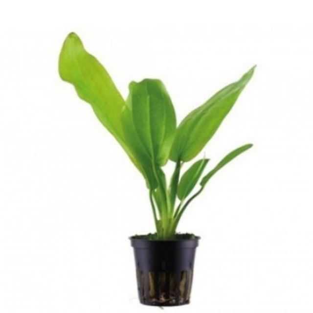 35 cây lan nước thủy sinh - Không Cần C02 lan muỗng, lưỡii mác