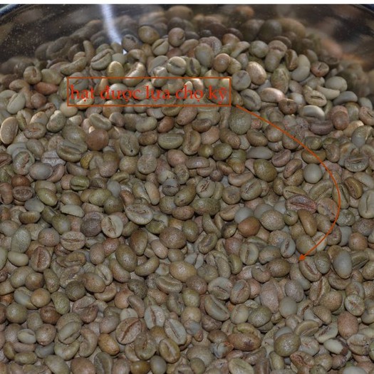 Cà phê nhân xanh chưa rang green bean