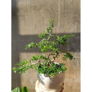 linh sam bonsai mini TẶNG CHẬU