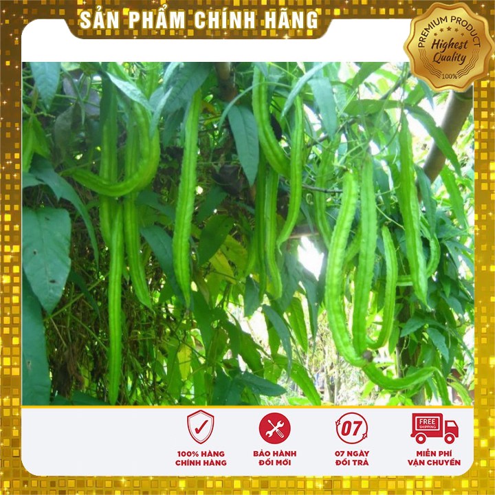 Hạt Giống Đậu Rồng LUCKY SEEDS ( Đậu Khế )