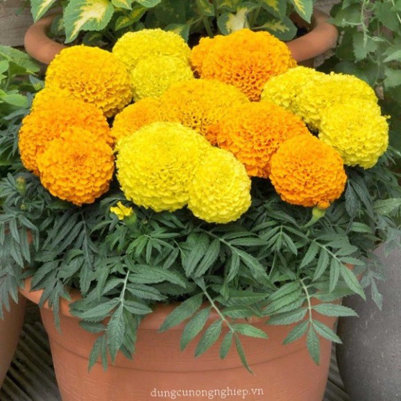 Hạt Giống Hoa Vạn Thọ Mỹ (gói 150 hạt, tặng phân)