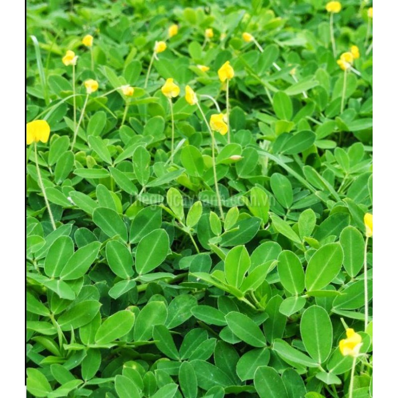 CÂY CỎ LẠC ( CÓ BẦU ĐẤT)