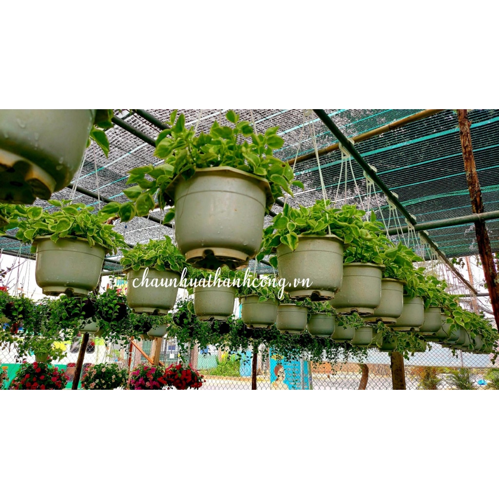 Chậu treo trồng hoa trang trí 20x16cm