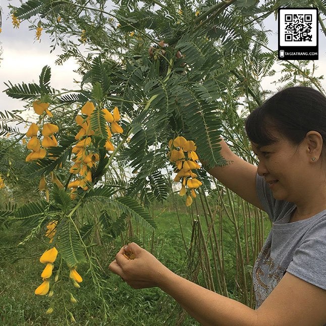 [Bán sỉ] - Hạt giống bông điên điển