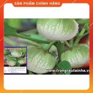 HẠT GIỐNG CÀ BÁT XANH CAO SẢN