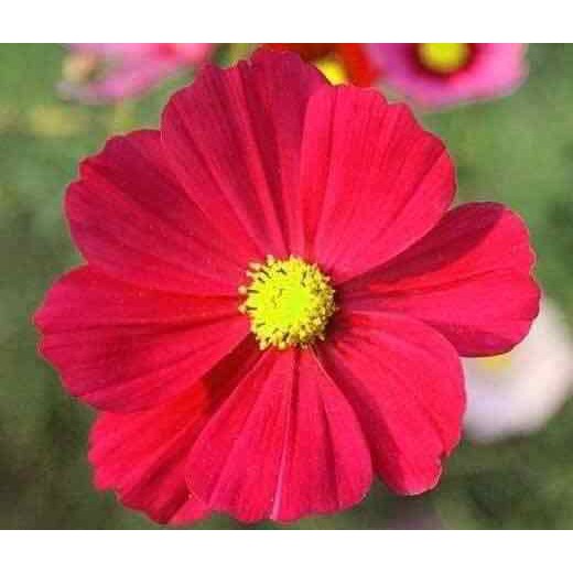 HẠT GIỐNG HOA SAO NHÁI KÉP MÀU ĐỎ - GÓI 1 GRAM