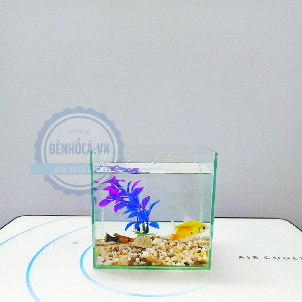 Bể cá mini BETTA nhỏ xinh để bàn