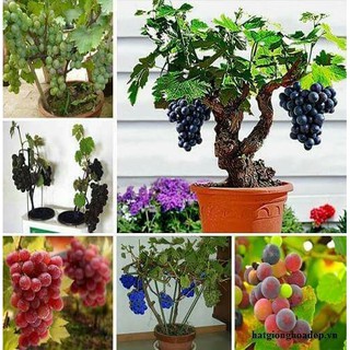 Hạt giống nho lùn pháp 10 hạt (TẶNG gói kích thích hạt nảy mầm)