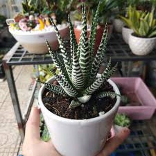 móng-rồng var-đã-loại-Lên-màu
