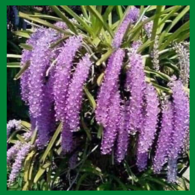 5 cây hoa lan đuôi chồn rừng lai châu,đủ màu xanh đẹp