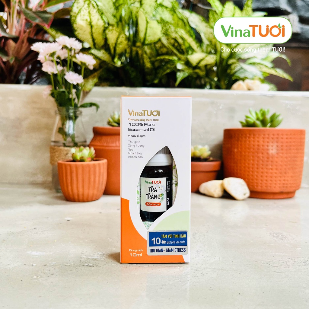Chai Tinh Dầu Hoa Trà Trắng  VINA TƯƠI 10ml/50ml Xông Thơm Phòng Ngủ, Thơm Xe, Thơm Nhà