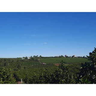 1kg cafe rang mộc The Orginal  100% Robusta