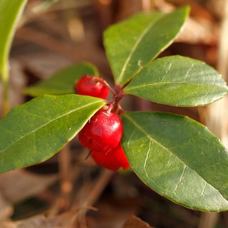 Tinh dầu LỘC ĐỀ- Wintergreen essential oil