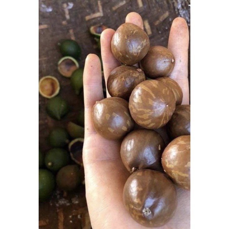 Hạt Macca Daklak loại 1 túi 500gr | BigBuy360 - bigbuy360.vn
