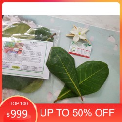 UP- Lá Bàng Non Chữa Sâu răng - 100gr