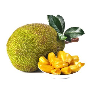 Cây giống Mít Nghệ Tứ Quý [ Cây ghép, cho trái sớm 18 tháng thu hoạch ]
