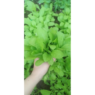 Hạt giống Cải bẹ xanh mỡ ăn non