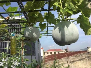 HẠT GIỐNG BÍ ĐAO HƯƠNG THÁI LAN