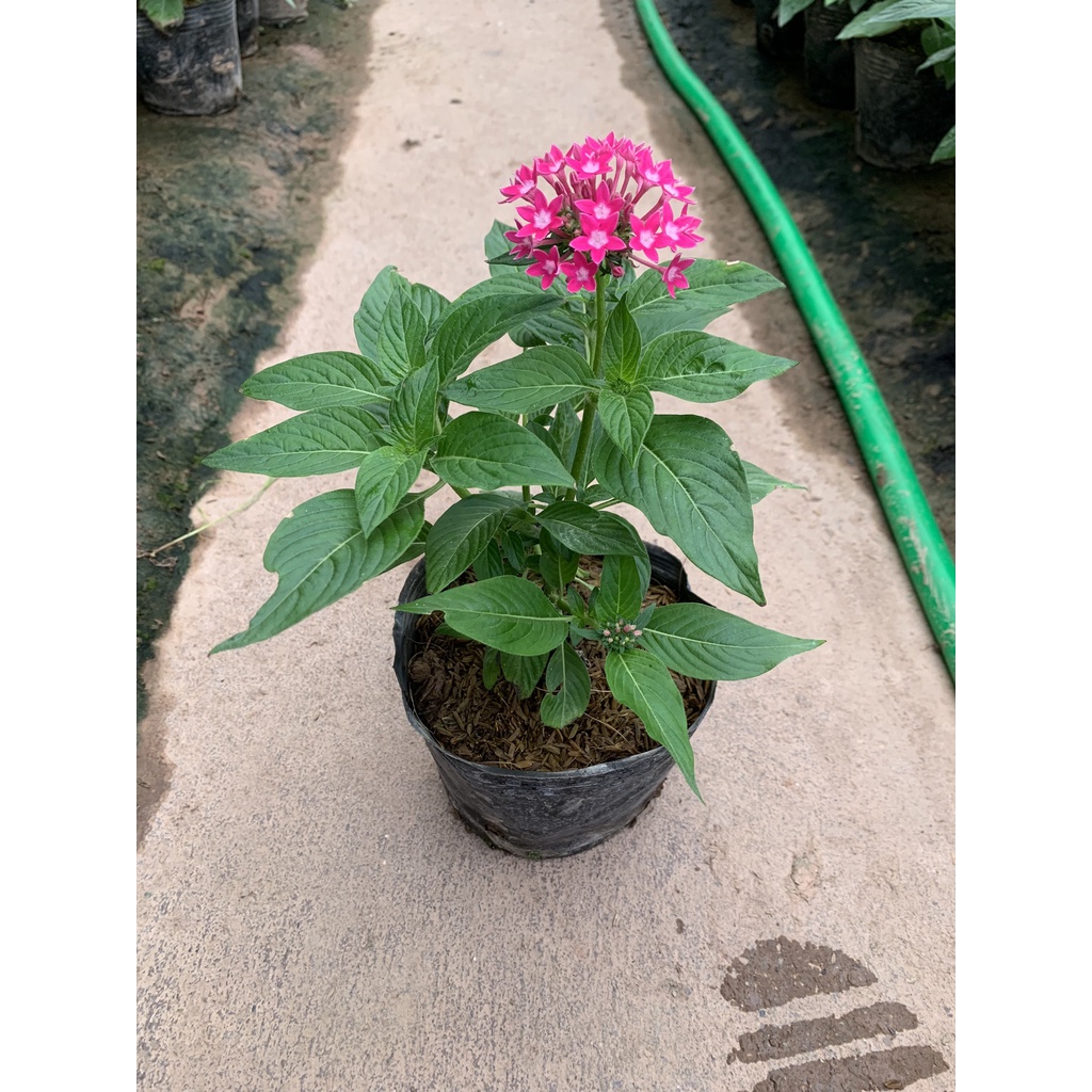 Cây hoa diễm châu cao 15-20cm hoa hình ngôi sao dễ dàng chăm sóc thích hợp trồng thảm trang trí và ban công