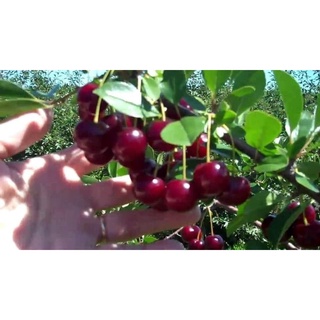 CÂY GIỐNG CHERRY ( TRỒNG CHẬU ĐƯỢC - HỢP KHÍ HẬU 3 MIỀN)
