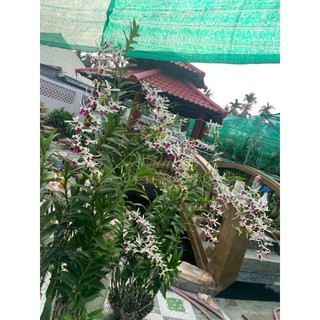 Cây giống hoa lan Bà Liễu chưa nụ( hàng tơ)