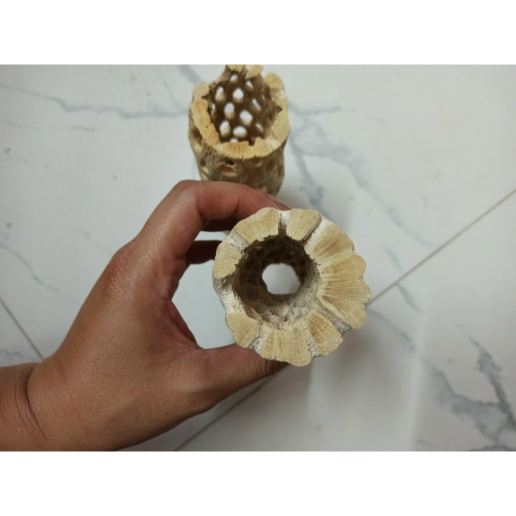 Lũa Teddy Bear Cholla Cho Tép Cảnh -Cholla Teddy Bear - Lũa Xương Rồng Rỗng Ruột Size Lớn - Trang Trí hồ tép-shopleo