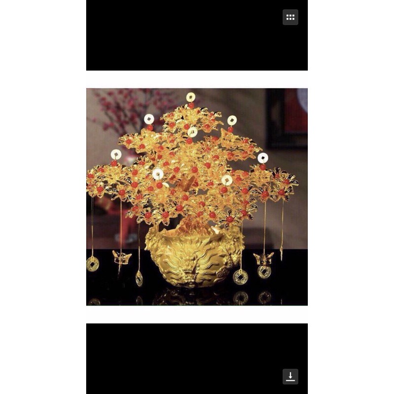 Cây kim tiền mạ vàng 7 cành phong thuỷ cho gia chủ tài lộc may mắn